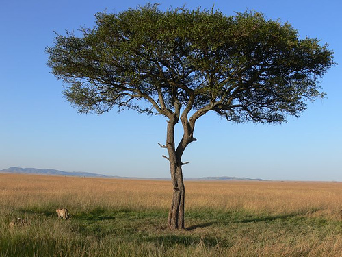 [image of an acacia tree, used with permission]